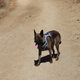 Illustration for article titled Toby Hike Day: Wellbarn Road to San Joaquin River Trail